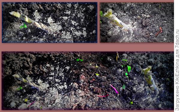 Два  корня  высадила неподалёку, надеюсь   на следующее лето получится группа из двух СКИПЕТРОВ!