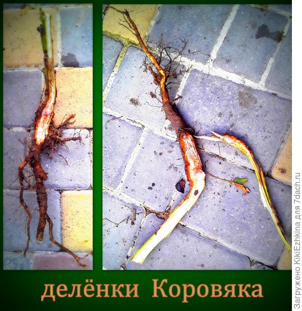 Вид  делёнки  со стороны отреза. Перед посадкой  в грунт засыпала пеплом от костра...