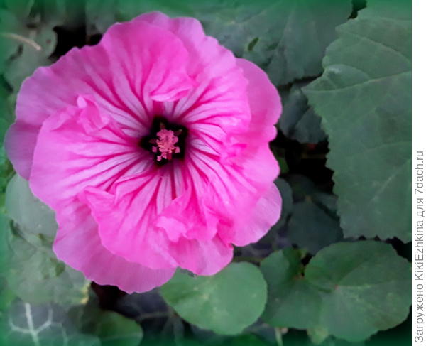 Единственный  пока  цветочек Лаватеры, что-то  мешает ей развиваться  в  моём саду... Кажется  вредители...