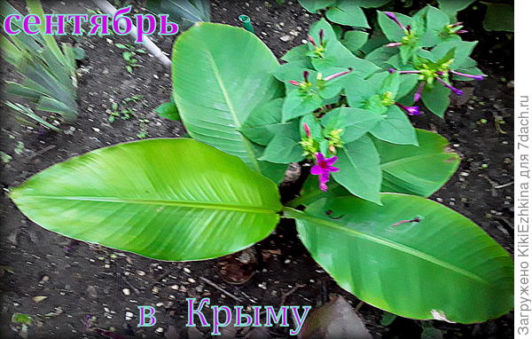 Очень медленно  в  моём саду, однако всё-таки бананчик  подрастает...