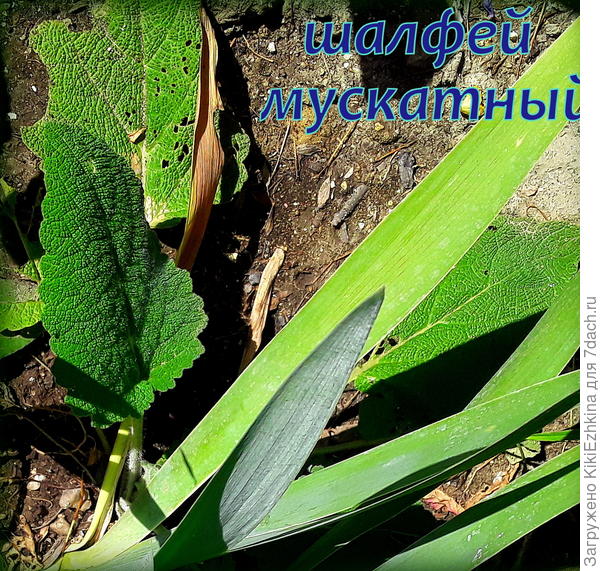 Раньше я  эти растения  путала :  крупные листья  фактурного вида... А  после цветения  разницу  усвоила :)