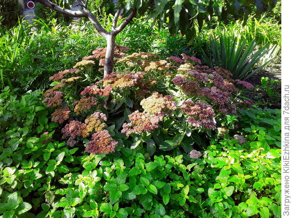 Вот  мой  Очиток Видный , ничего  кроме воды  для себя не требует.