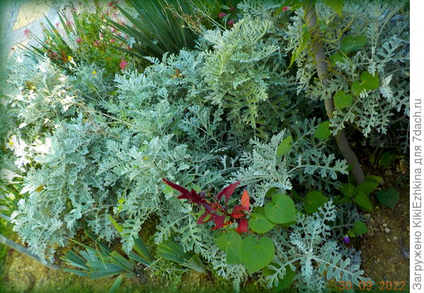 Очень хорошо себя  показала  Цинерария  на второй год развития:  и цвела  обильно и очень долго и  такую дала буйную листву  кустищами- задавила всех соседей!  Я  теперь решила  регулярно подсеивать  Цинерарию, чтобы каждый год были кусты двух-летнего возраста. Мне они очень понравились в моём засушливом  саду  в отличие от Лобелии  - которая брызнула мне в глаз несколькими цветочками и сказала гудбай!