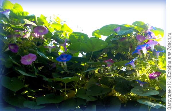 Часть Ипомеи цветёт не синим , а скорее ультра-мариновым сфиолетова...