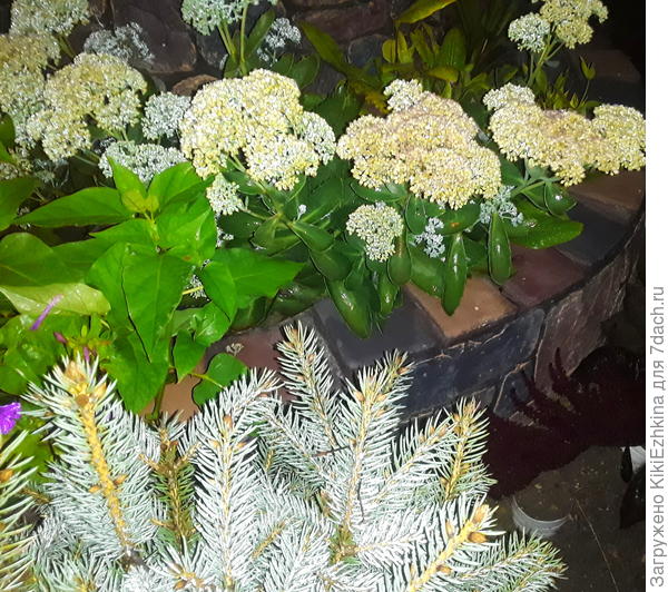 От вспышки бликует и ёлочка и  очиток видный...