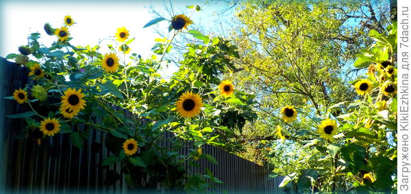 Не  смогла пройти мимо- щёлкнула реанимированным фотиком...