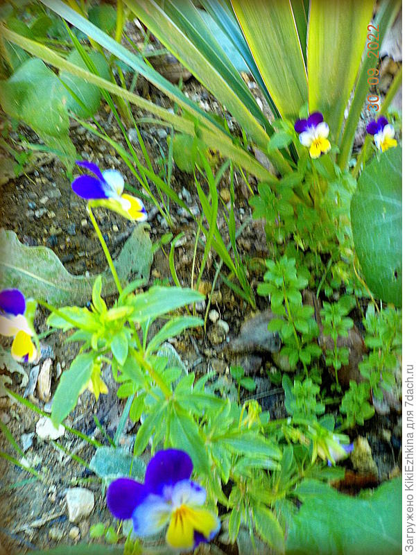 Цветёт и радует молодняк фиалки рогатой    в конце сентября...