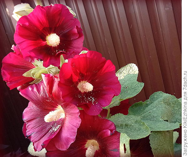 Это цветение лета 2021 года, а  этим летом  цвела  плохо- кто-то её  грыз... Мне урок:  шток розы  тоже  надо опрыскивать от вредителей!