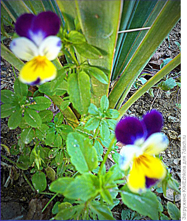 Всё  лето  они поражали  меня  своей  миниатюрностью,  но вот к октябрю  немного взбодрились,стали  покрупнее чуть-чуть и  поярче... Возможно сказались  подкормки... Вероятно я их &amp;quot;недокармливала&amp;quot;  удобрениями...