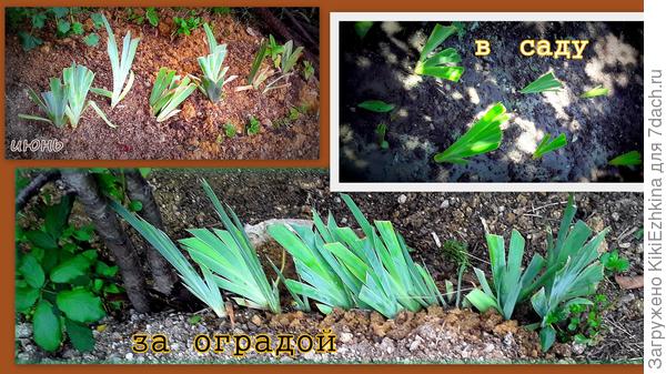 В саду высадила делёнки сортовых ирисов, а за оградой - севастопольский местный дикий Бородатый