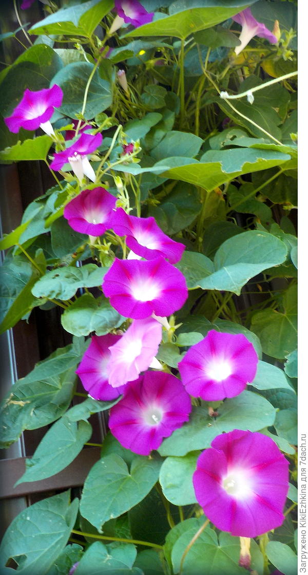 Просто по весне  в ОГ  разбросанные семена Ипомеи- к сентябрю-октябрю вот такой результат...