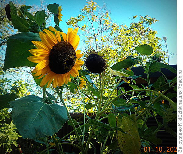 Простейшие самозасеивающиеся  декоративные  подсолнухи...