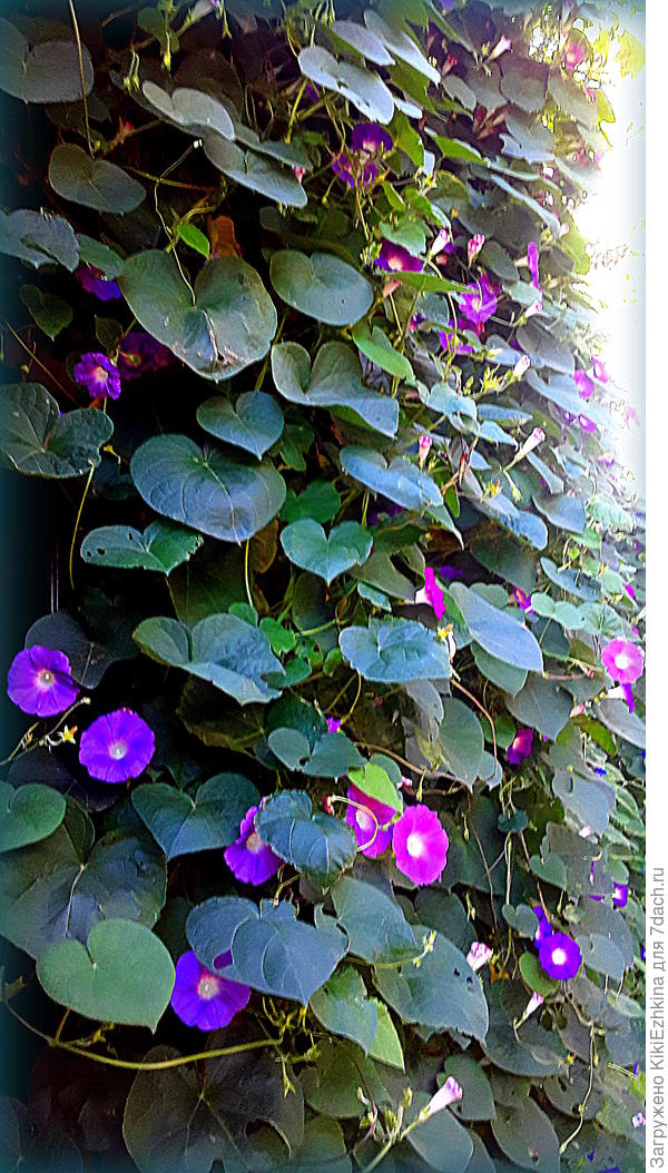 А наши Ипомеи тоже пока цветут веселя меня каждый день своим видом из моего кухонного окна...