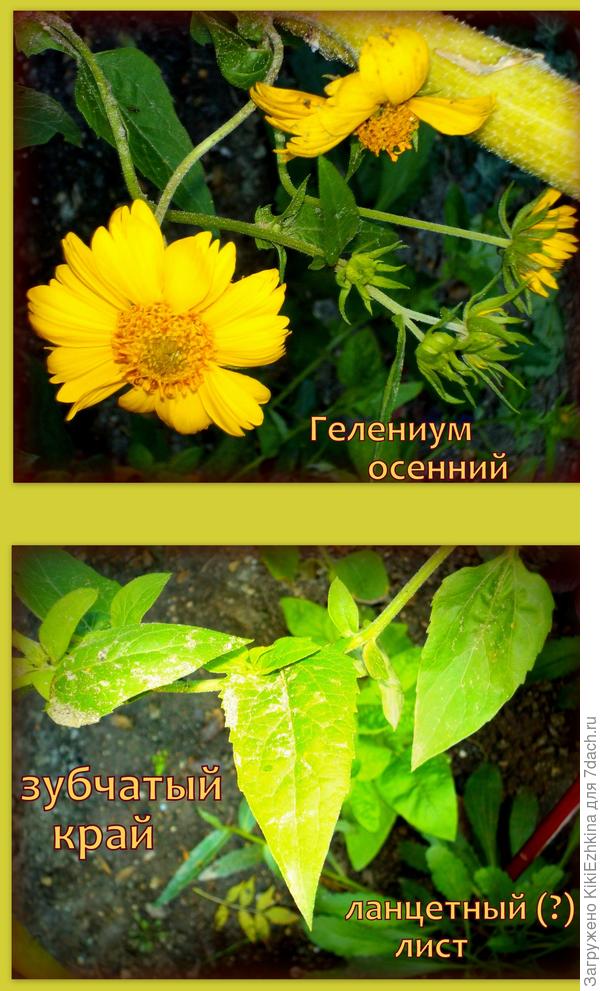 Я определила данный  вид как  Гелениум осенний  &quot;Die Blonde&quot;