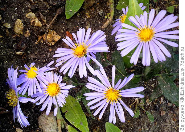 Особенно заметны скрученные кверху по краям лепестки на нижнем цветке...