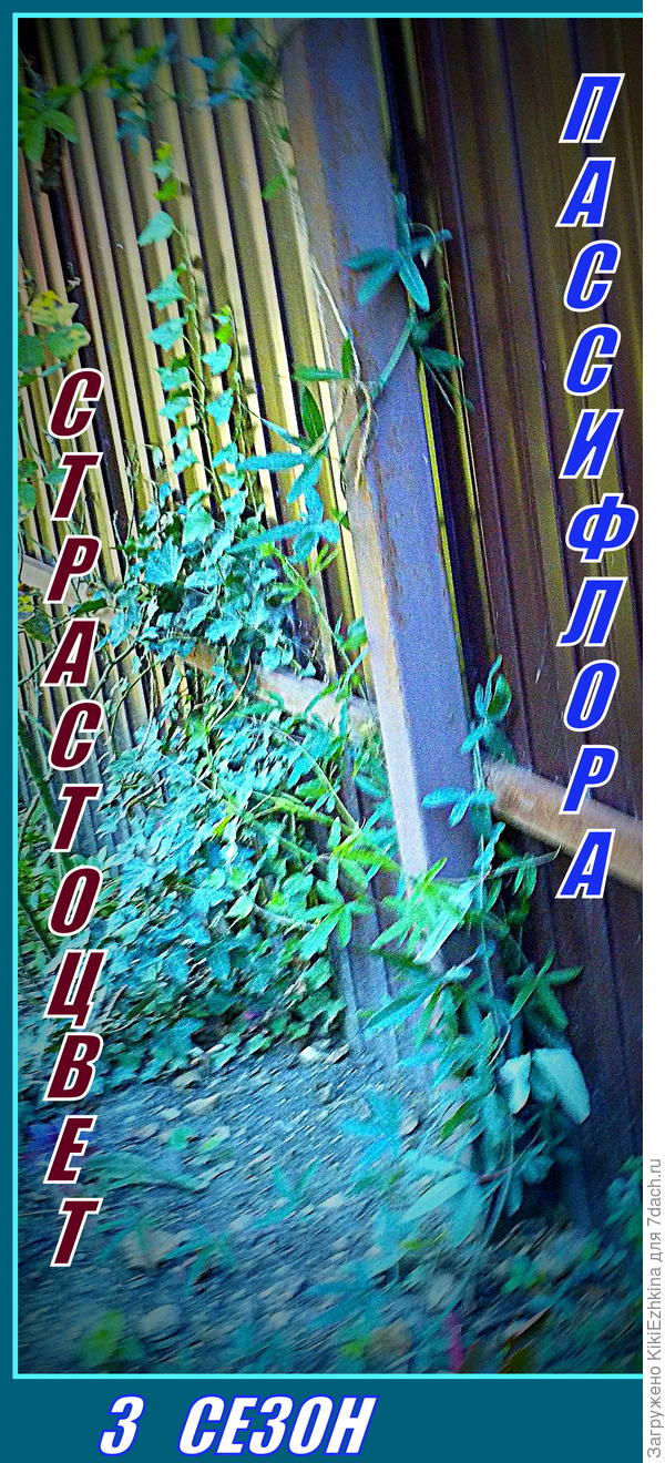 Предполагаю,что моя Пассифлора-голубая...