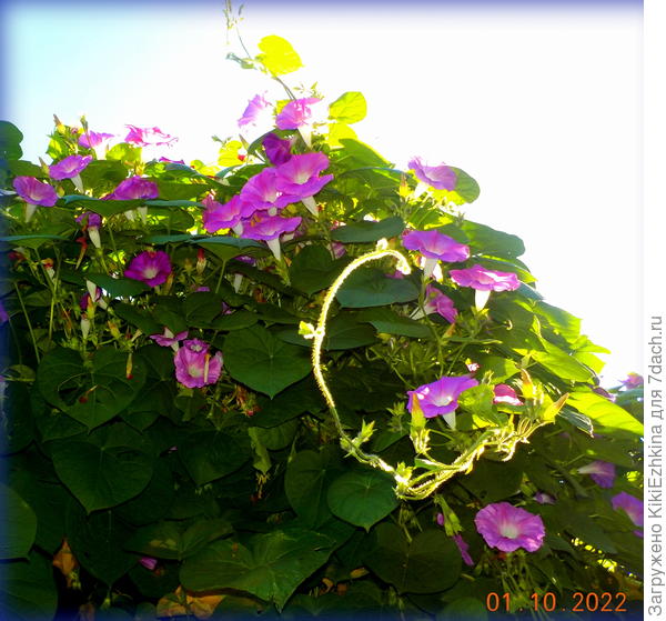 Добилась цветения только после подкормки Калий моно-фосфатом...