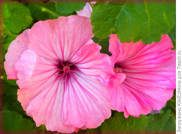 Поздно посеяла , да ещё из  своих собранных семян :  еле-еле  дождалась когда же зацветут...