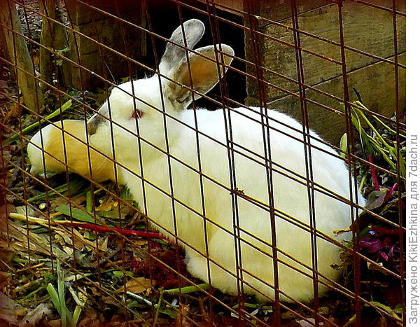 Через месяц  кролику  исполнится год.