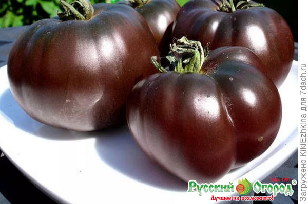 Помидор "Чёрный  принц"