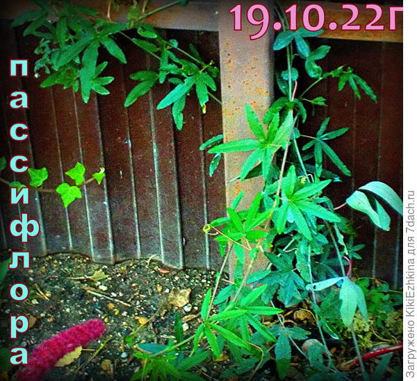 Моя пассифлора пока ещё  ни разу не цвела... пока ещё разрастается и корневую наращивает- не готова к  плодоношению.