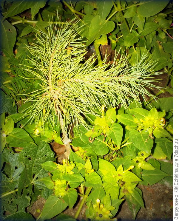 Вашей голубой ёлочке- ПРИВЕТИК от моей обглоданной прошлой зимой сосенки :)