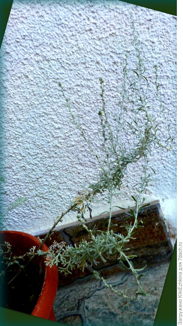 Надеюсь все вместе мы  сможем  определить  имя этих травинок...