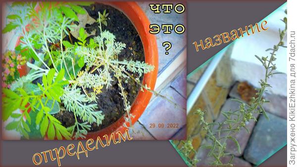 Не знаю как описать её листву... Цвет очень светлый...седоватый...