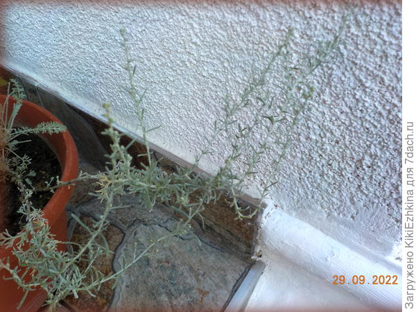 Вот как она выглядит в  разных ракурсах...