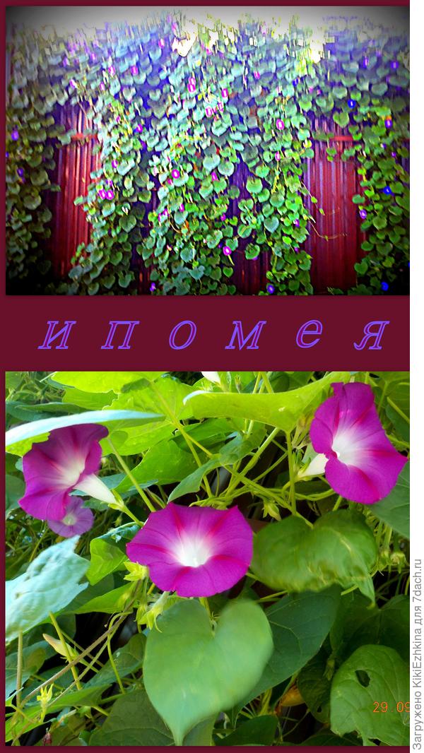 Корни растения  я пока  не исследовала, полагаю, что прорастают они на тонкой  полосочке глины, а там  глядишь проникают в щели к  почве на  внешнюю сторону забора... Интересно-какой глубины корни этого растения?