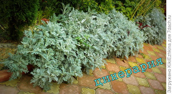 Теперь я думаю- как они,мои двухлетки перезимуют и что будет с ними на будущий год?