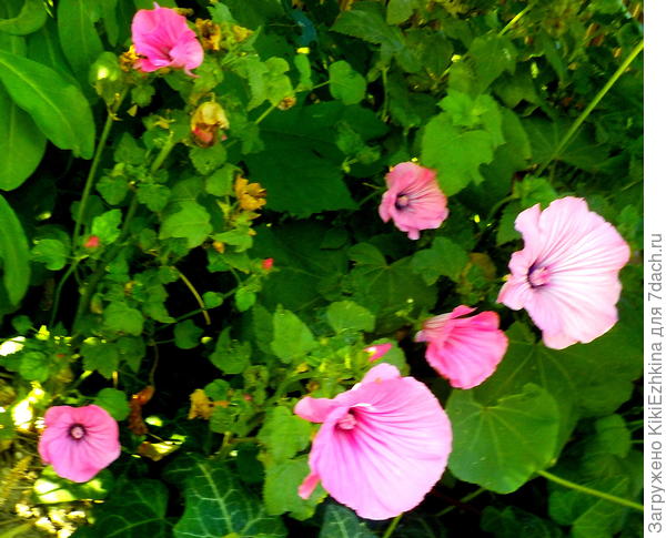 Многострадальная  моя Лаватера - растёт в тесноте-не прореживала, да ещё и  вредители пожевали!