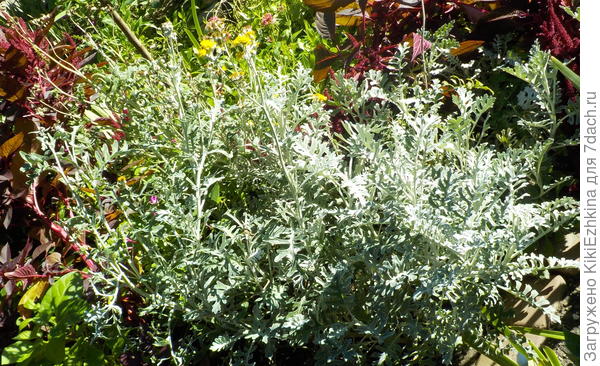 Цинерария   под  молодым  персиком