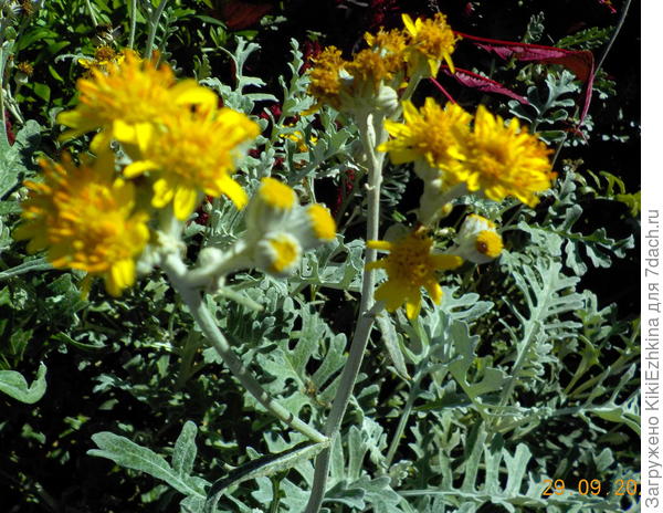Дата   цветения  внизу фотки  -  конец  сентября...