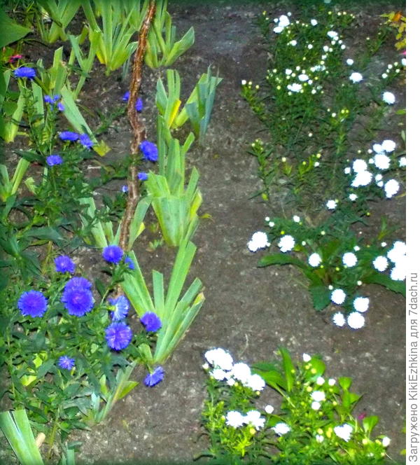 В белом ряду получилось 9 саженцев, а в фиолетовом поделился куст  только  на  4  корешка ...