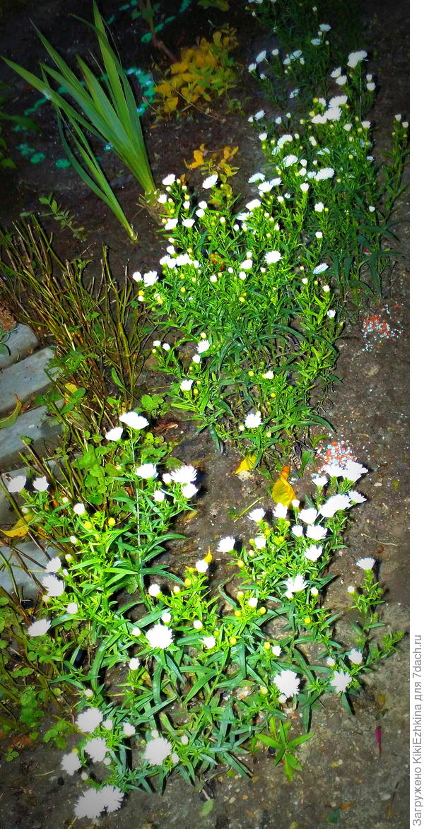 Получился ряд из 9 кустиков (пока молоденьких -первогодок)