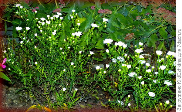 В начале цветения  после одноразовой стрижки первого года роста