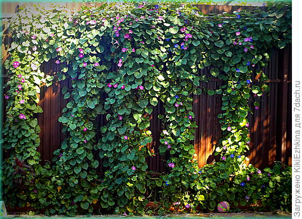 Ипомея, густо  посеянная  в ОГ по весне...