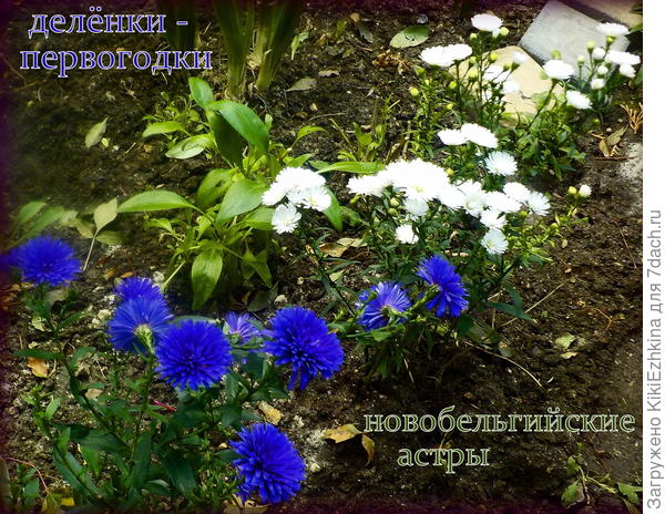 Молодые растения, впервые цветущие,  всегда очень искренне радуют!