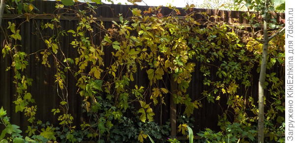 Девичий виноград -трёхлетка...