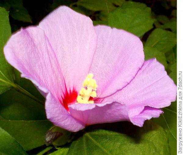 Надеюсь в следующем году ВСЕ  мои гибискусы покажут начало цветения и  добавятся другие расцветки :)