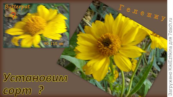 На  фото  выглядит несколько грустно= в жизни цветочки гораздо веселее,несмотря на позднюю осень...