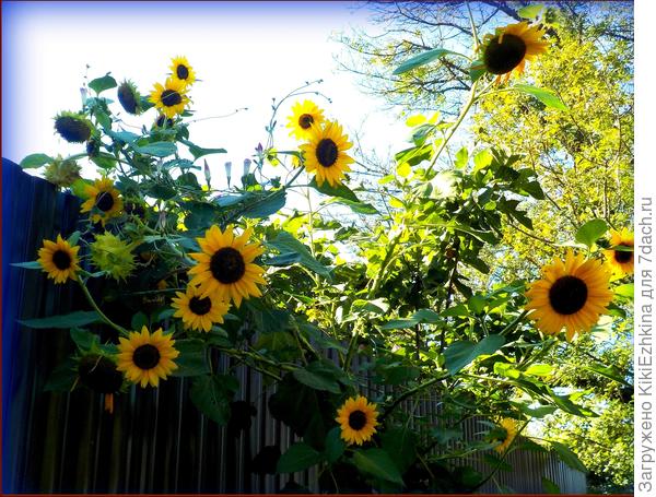 Нет  моих моральных сил с ним бороться! Уж больно красив- настоящий  Мажор!