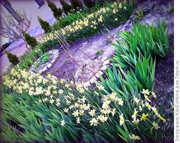 Вот эти два  двухстрочных ряда я рассадила из одного пучка  нарциссов-который  совершенно не цвёл   из-за  загущения!