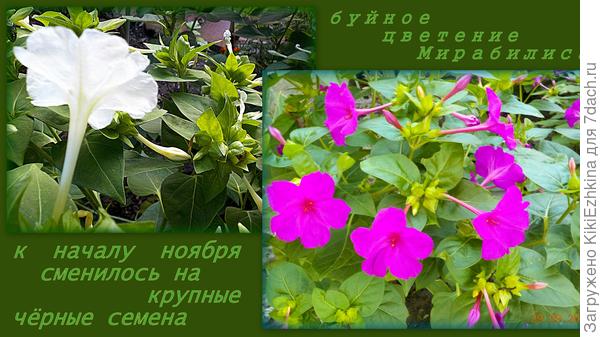 Привет цветочков  Мирабилиса  от конца сентября, а сейчас- одиночные граммофончики  в разных уголках сада...