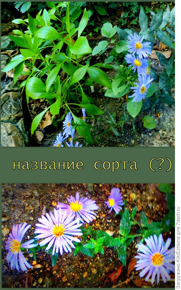 Её цвет : бледновато-сиреневый