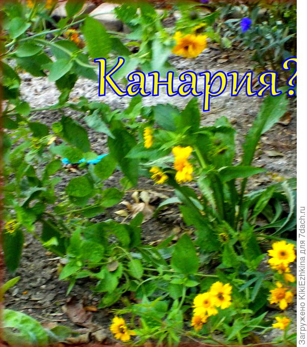 Сначала мне это гелениум  показался светло-жёлтым, позднее я заметила  некоторое позеленение сердцевинки, а  позднее серединки слегка потемнели. Так  какой же у меня вырос сорт Гелениума?