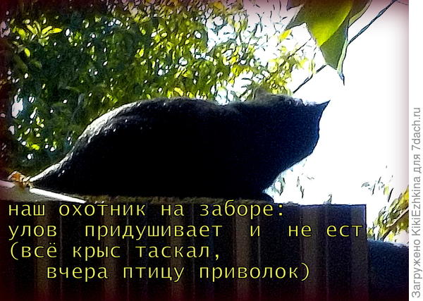 А это наш окружающий животный мир...