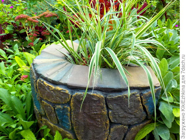 Фалярис в ограниченном  пространстве  меня  пока что радует. А вот другие- те,что временно подрастают в горшочках- заранее голова болит- куда можно будет их пересадить. Но точно- не внутри сада!