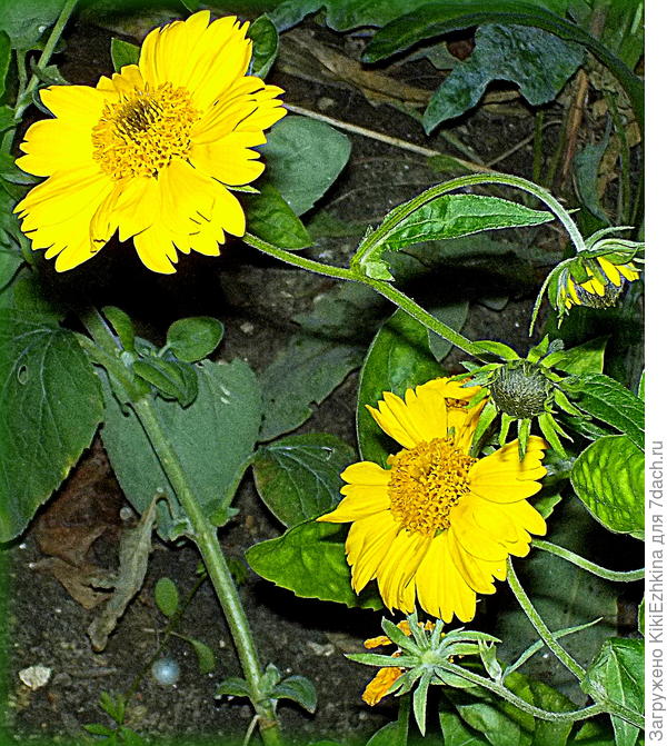 Несколько веточек распластались по земле,а радуют не по-детски!